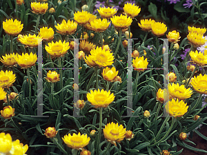 Picture of Helichrysum bracteatum 'Matilda Yellow'