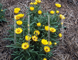 Picture of Helichrysum bracteatum 'Golden Beauty'