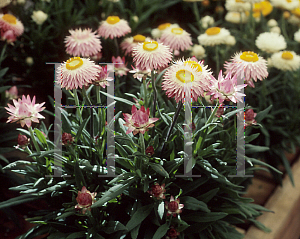 Picture of Helichrysum bracteatum 'Florabella Pink'