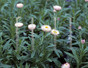 Picture of Helichrysum bracteatum 'Florabella Pink'