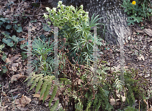 Picture of Helleborus foetidus 