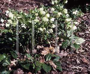 Picture of Helleborus orientalis 