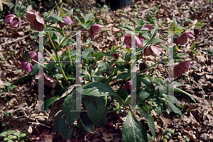 Picture of Helleborus orientalis 'Heritage Series'