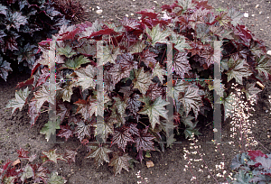 Picture of Heuchera americana 'Biddulph Brown'