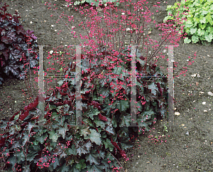 Picture of Heuchera  'Cherries Jubilee'