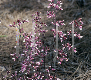 Picture of Heuchera  'Canyon Duet'