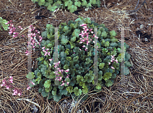 Picture of Heuchera  'Canyon Melody'