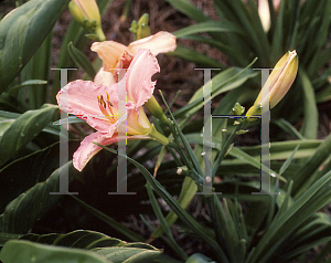 Picture of Hemerocallis  'Lady Rose'