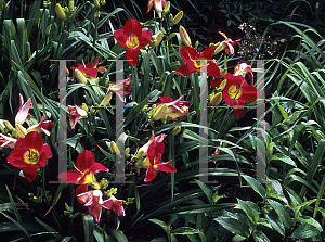 Picture of Hemerocallis  'Lady Scarlet'