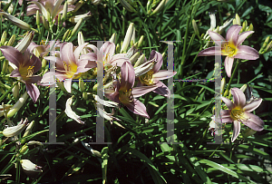 Picture of Hemerocallis  'Lavender Parade'