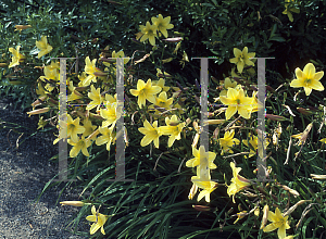 Picture of Hemerocallis  'Lemon Balls'