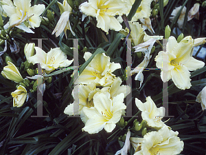 Picture of Hemerocallis  'Lemon Custard'