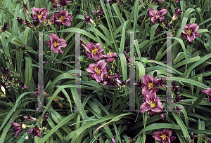 Picture of Hemerocallis  'Little Grapette'