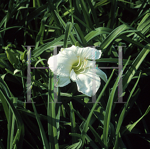 Picture of Hemerocallis  'Loving Memory'