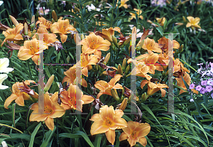 Picture of Hemerocallis  'Mauna Loa'