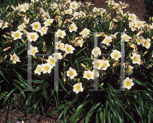 Picture of Hemerocallis  'Mini Pearl'