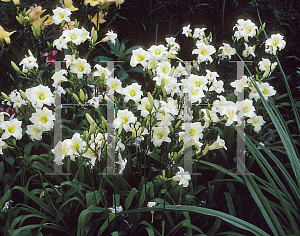 Picture of Hemerocallis  'Miss Amelia'