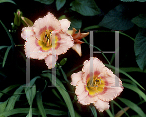 Picture of Hemerocallis  'Miss Tinkerbell'