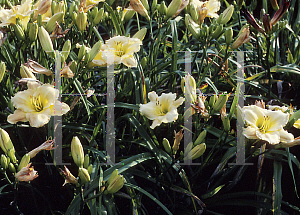 Picture of Hemerocallis  'Morocco'