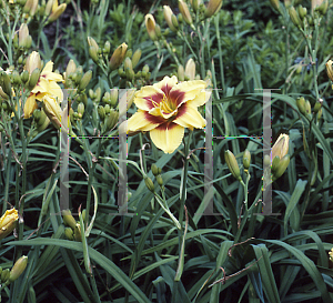 Picture of Hemerocallis  'Mt. Helena'