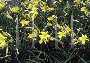 Picture of Hemerocallis  'Nova'