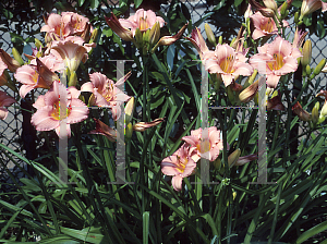 Picture of Hemerocallis  'Bowl of Roses'