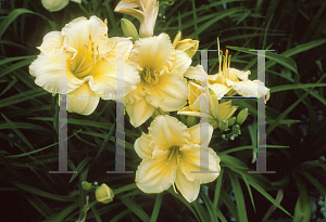 Picture of Hemerocallis  'Carolyn Criswell'