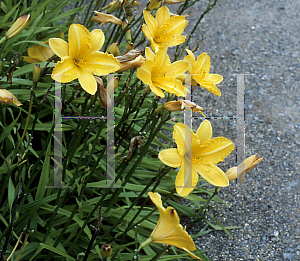 Picture of Hemerocallis  'Cart Wheels'