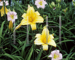 Picture of Hemerocallis  'Chicago Sunrise'