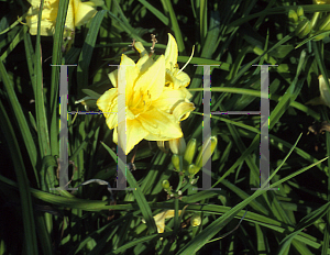 Picture of Hemerocallis  'Double Beauty'