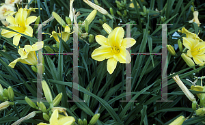 Picture of Hemerocallis  'Emma Sue Dean'