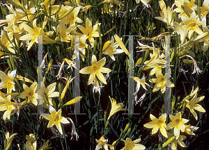 Picture of Hemerocallis fulva 