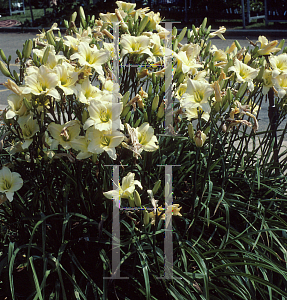 Picture of Hemerocallis  'Cleo'