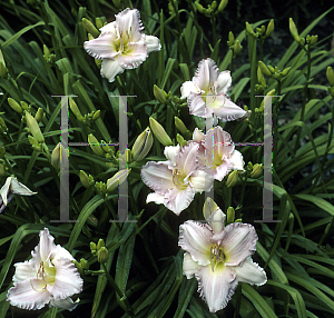 Picture of Hemerocallis  'Glorious Temptation'