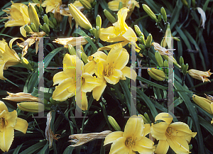 Picture of Hemerocallis  'Gold Citation'