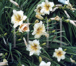 Picture of Hemerocallis  'Golden Scroll'