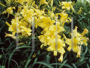 Picture of Hemerocallis  'Golden Trees'