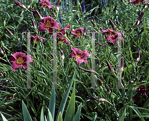 Picture of Hemerocallis  'Grape Magic'