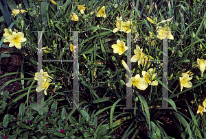 Picture of Hemerocallis  'Happy Returns'