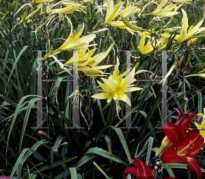 Picture of Hemerocallis  'King Klock'