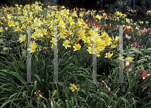 Picture of Hemerocallis  'Rundelick'