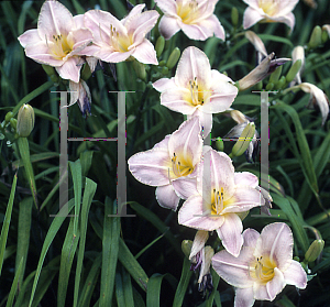 Picture of Hemerocallis  'Scotsboro'