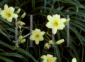 Picture of Hemerocallis  'Solar Crest'