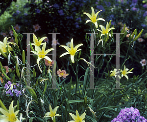 Picture of Hemerocallis  'Tempest'