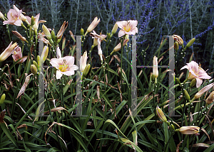 Picture of Hemerocallis  'Wayside Dark Eyes'