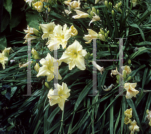 Picture of Hemerocallis  'Windsong'