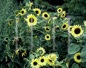 Picture of Helianthus annuus 'Valentine'