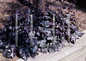 Picture of Heuchera  'Amethyst Myst'