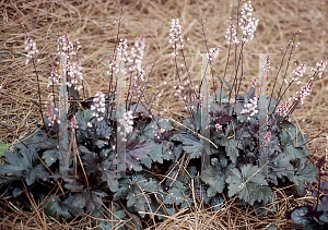 Picture of Heuchera micrantha 'Bressingham Bronze'