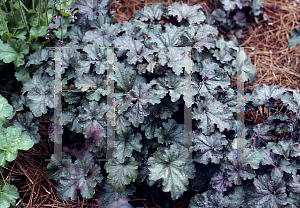 Picture of Heuchera  'Bronze Beacon'